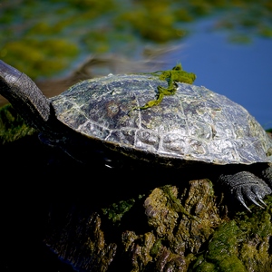 Tortue sur rocher en gros plan - Turquie  - collection de photos clin d'oeil, catégorie animaux